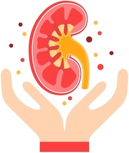 A hand holding a kidney Description automatically generated